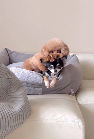 ベッドにいるチワワにあごのせワンコ