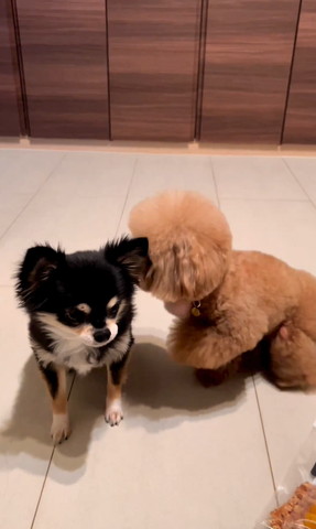 チワワの方に寄っていくトイプー