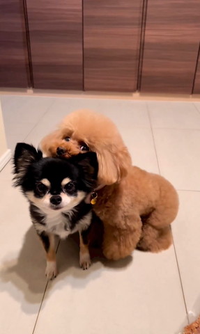 チワワにアゴ乗せようとするトイプー