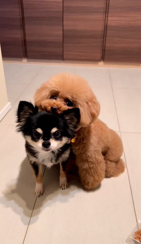 チワワにアゴ乗せるトイプー