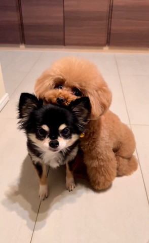 チワワにアゴ乗せるトイプーアップ