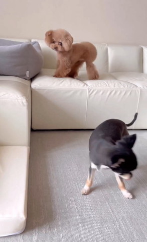 ソファからチワワ見てるトイプー