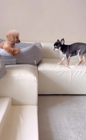 ベッドからチワワ見てるトイプー