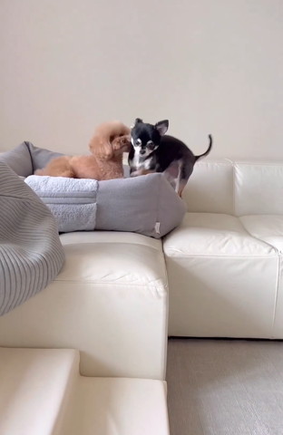 チワワに顔すりよせるトイプー