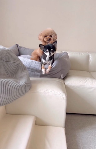 チワワに前足のせるとイプ