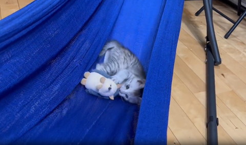 ぬいぐるみ頭かむ子猫正面