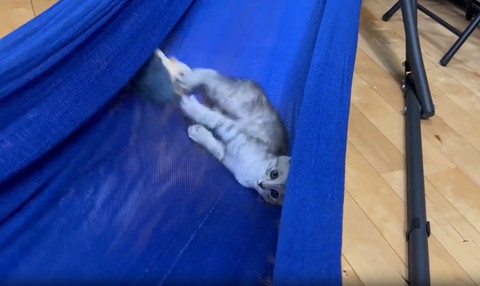 ぬいぐるみを蹴る子猫カメラ目線