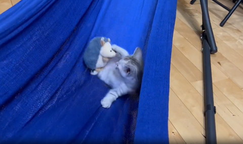 お腹のぬいぐるみをのぞく子猫