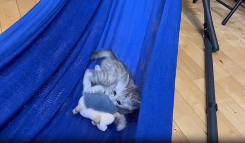 ぬいぐるみ背中噛む子猫