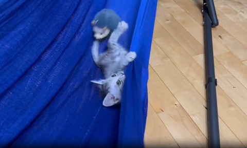 縦になってる子猫