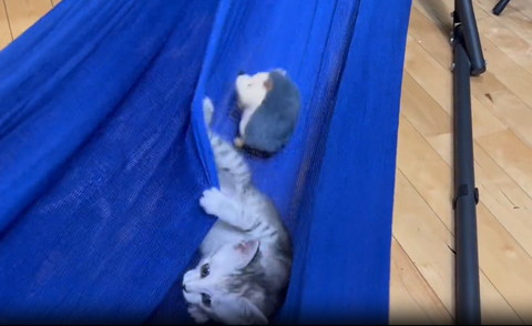 ハンモック左につかまる子猫
