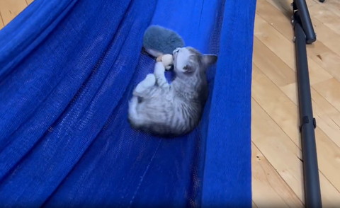 ぬいぐるみかむ子猫後ろ姿