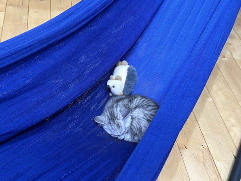 ハンモックで寝てる子猫