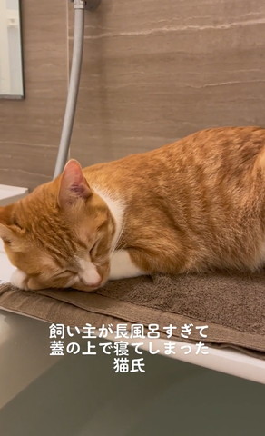 お風呂フタの上で寝る猫