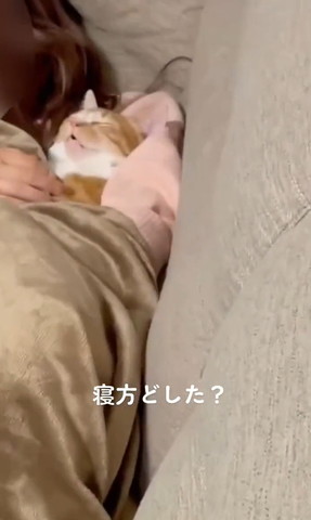 飼い主の腕枕で寝てる猫アップ