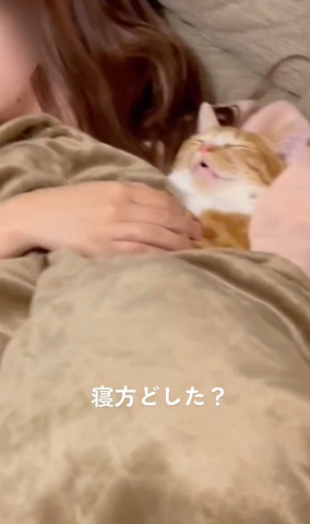 飼い主の腕枕で寝てる猫正面少しアップ