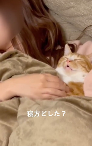 飼い主の腕枕で寝てる猫正面アップ