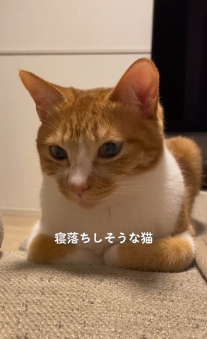 お手てないない猫