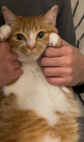 両前足もたれてる猫