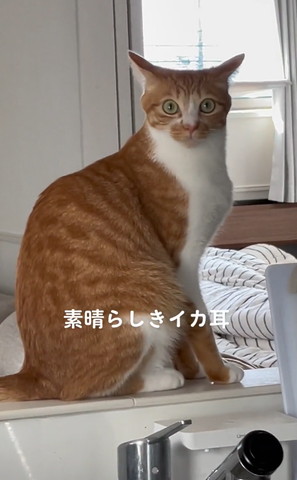 イカ耳の猫