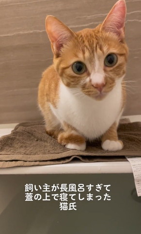 お風呂フタの上にいる猫