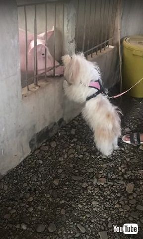 近づくシーズーとブタ