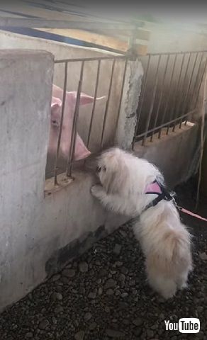 近づきたいワンコ