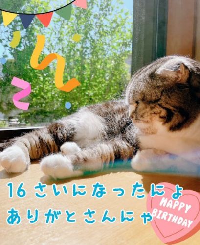 猫のビフォアフ