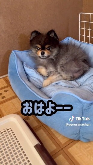 こちらを見る犬