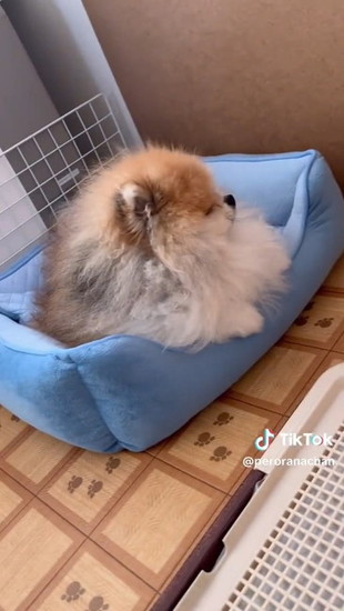 顔を向けない犬