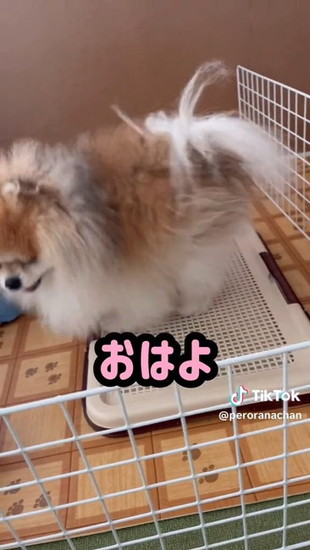 回る犬