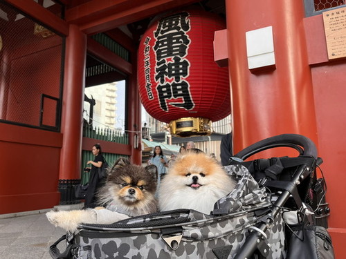 雷門と犬