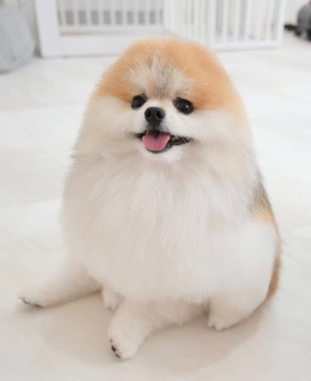 耳が見えない犬