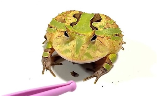 ごみ取りに協力的なカエル