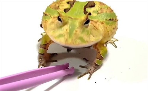 ごみ取りに協力的なカエル