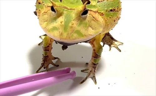 ごみ取りに協力的なカエル