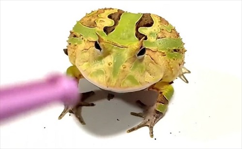 ごみ取りに協力的なカエル