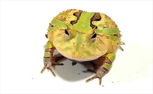 ごみ取りに協力的なカエル