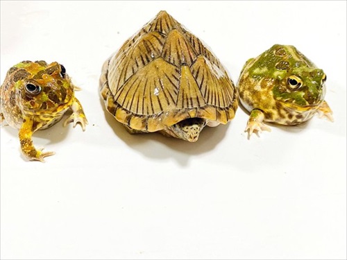 ごみ取りに協力的なカエル