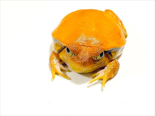 ごみ取りに協力的なカエル