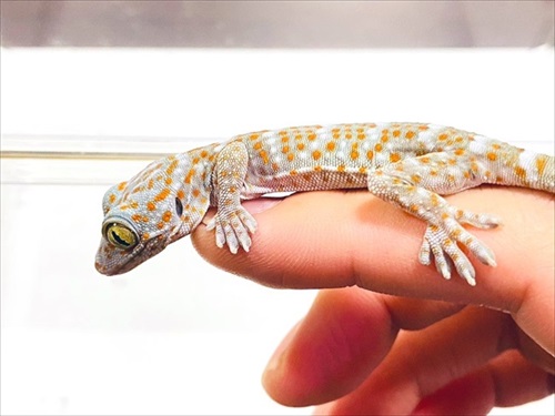 ごみ取りに協力的なカエル