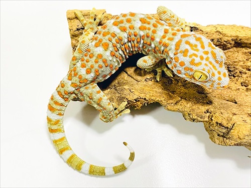 ごみ取りに協力的なカエル