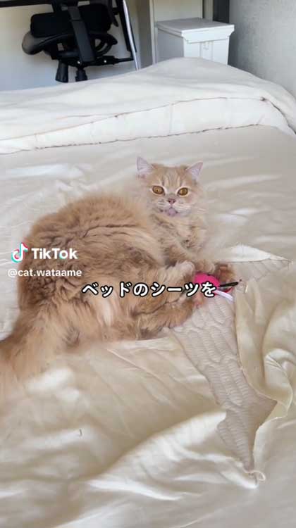 シーツいたずら猫