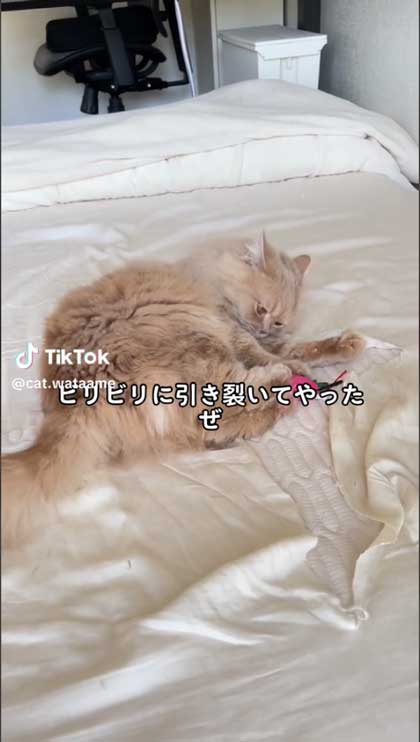 シーツ引き裂く猫