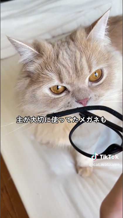 メガネ破壊猫