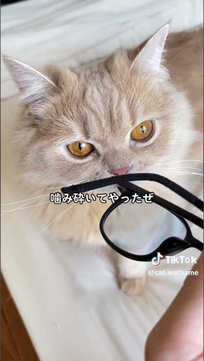 メガネいたずら猫