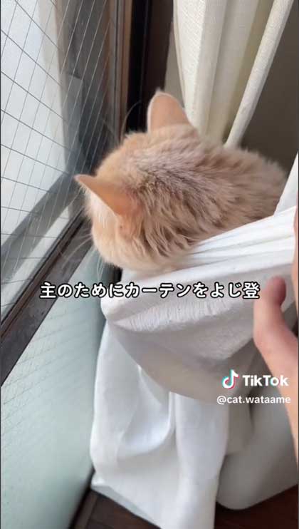 カーテン登る猫