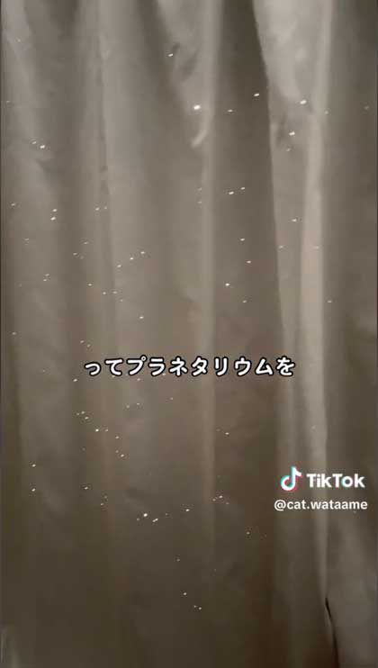 カーテンいたずら猫