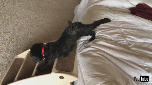 ヨガをする子犬