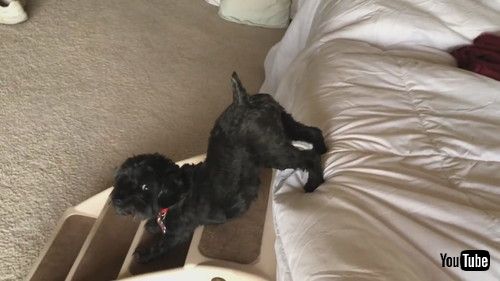 飼い主を見る子犬